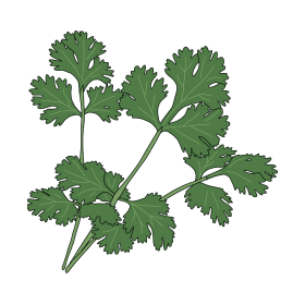 coriandre