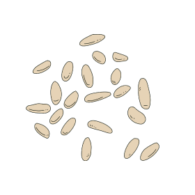 pignon de pin